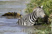 Bị cá sấu truy sát, ngựa vằn cầu cứu nhiếp ảnh gia