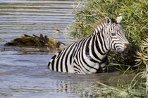 Bị cá sấu truy sát, ngựa vằn cầu cứu nhiếp ảnh gia