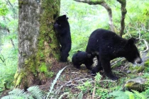 Cho con bú bị quay lén, gấu đen "ngượng chín mặt" và hành động...