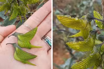 Mê hoặc loài hoa kỳ lạ, giống y con chim ruồi