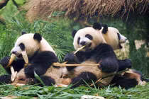 Gấu trúc khổng lồ cai sữa siêu đáng yêu 