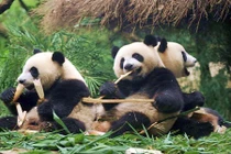 Gấu trúc khổng lồ cai sữa siêu đáng yêu 