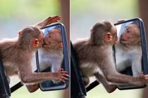 Hài hước khỉ nhỏ "đắm đuối" nhan sắc chính mình trong gương