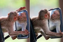 Hài hước khỉ nhỏ "đắm đuối" nhan sắc chính mình trong gương
