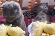 Video: Cho mèo ngửi mùi sầu riêng và cái kết sốc