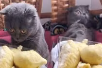 Video: Cho mèo ngửi mùi sầu riêng và cái kết sốc