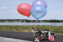 Cuộc sống đầy hi vọng của chú mèo liệt hai chân sau