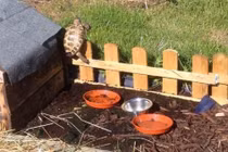 Ly kỳ rùa "vượt ngục" cả trăm lần bị bắt không nản chí