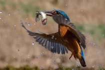 Chim bói cá phi tốc độ sét đánh, săn mồi ngoạn mục 