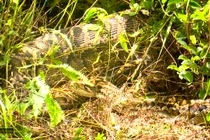 Lẻn vào nhà dân ăn thịt bê, trăn khổng lồ gặp kết đắng