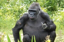 Nhiếp ảnh gia đeo bám dai dẳng, khỉ khó chịu làm điều dị