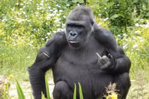 Nhiếp ảnh gia đeo bám dai dẳng, khỉ khó chịu làm điều dị