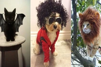 Cười sặc mỳ tôm với đám thú cưng diện trang phục Halloween