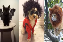 Cười sặc mỳ tôm với đám thú cưng diện trang phục Halloween