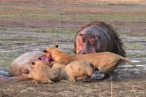 Hà mã hãi hùng nhìn đàn sư tử xé xác đồng loại