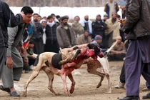 Lạnh người những màn chọi chó đẫm máu