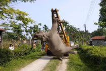 Xót xa chú voi chết thảm vì điện giật 