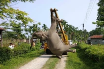 Xót xa chú voi chết thảm vì điện giật 