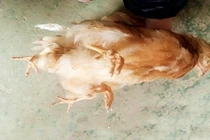 Xuất hiện gà “yêu quái” bốn chân ở Trung Quốc