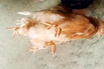 Xuất hiện gà “yêu quái” bốn chân ở Trung Quốc