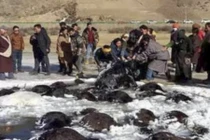 Hơn 100 bò Tây Tạng chết “bất đắc kỳ tử” vì giá rét ở TQ