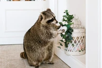 Ghen tị cuộc sống sung sướng của gấu mèo siêu yêu