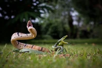 Rợn người cảnh rắn kịch chiến khốc liệt