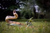 Rợn người cảnh rắn kịch chiến khốc liệt