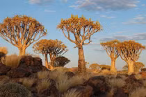 Kỳ quái rừng cây rung động ở Namibia 