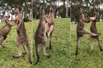 Cảnh kangaroo trẻ kịch chiến, đấm đá nhau túi bụi
