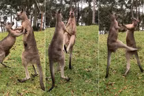 Cảnh kangaroo trẻ kịch chiến, đấm đá nhau túi bụi