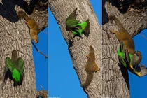 Khốc liệt trận chiến giành nơi ở giữa vẹt và sóc 