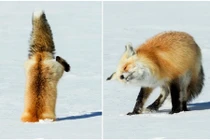 Chết cười màn săn mồi thất bại thảm hại của cáo đỏ