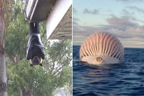 Khiếp đảm những cảnh tượng độc lạ, chỉ Australia mới có