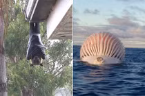 Khiếp đảm những cảnh tượng độc lạ, chỉ Australia mới có