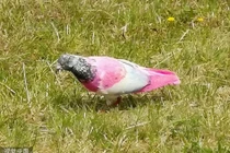 Sửng sốt chim bồ câu hồng cực quý hiếm xuất hiện 