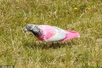 Sửng sốt chim bồ câu hồng cực quý hiếm xuất hiện 