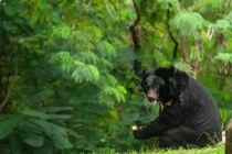 Bị gấu đen "khủng" tấn công, người đàn ông được cứu bởi gấu nhỏ