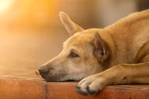 Chủ nhân đau tim mất, chó trung thành níu chặt quan tài