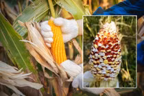 Kinh hãi nắng nóng đến mức ngô nổ thành bỏng trên cây