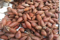 Quả lạ Mây Thái bán tràn lan trên phố HN hét giá 150 ngàn/kg