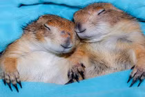 Vẻ đáng yêu cặp đôi cầy thảo nguyên cực nổi trên Instagram