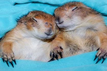 Vẻ đáng yêu cặp đôi cầy thảo nguyên cực nổi trên Instagram