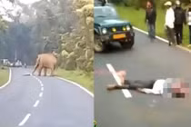 Muốn sống ảo, ra chụp ảnh với voi, người đàn ông chết thảm