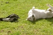 Tình bạn kỳ lạ của chó và chim ác là