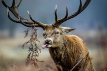 Hết tết, hươu đỏ vẫn như "phê pha" quên lối về 