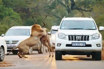 Sư tử đói mồi vồ linh dương ngay giữa đường 