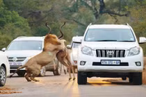 Sư tử đói mồi vồ linh dương ngay giữa đường 