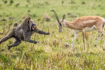 Căng thẳng đối đầu giữa linh dương và khỉ đầu chó khát máu