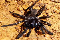 “Lão nhện” cao tuổi kỳ cựu qua đời vì lý do không ngờ